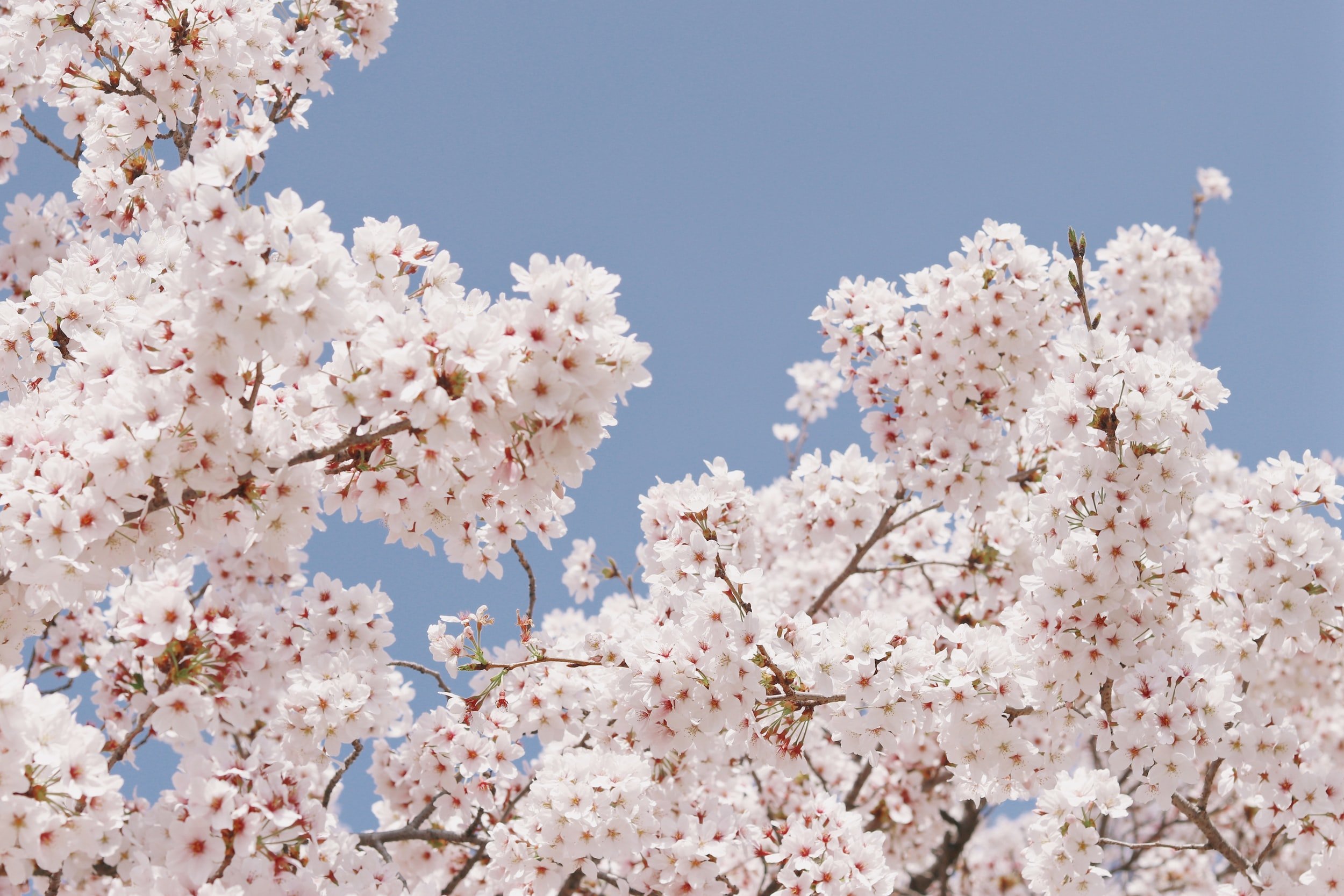Weekend Love Horoscope: These Signs May See Peach Blossoms Continuously